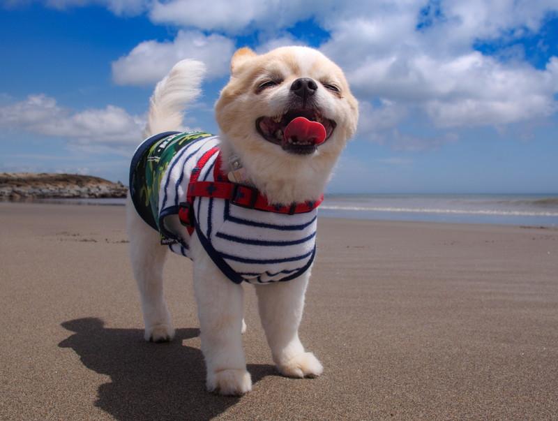 犬服、犬用品 ペットパラダイスのおすすめアイテム厳選８！通販や店舗情報も！ | woo-wan.com