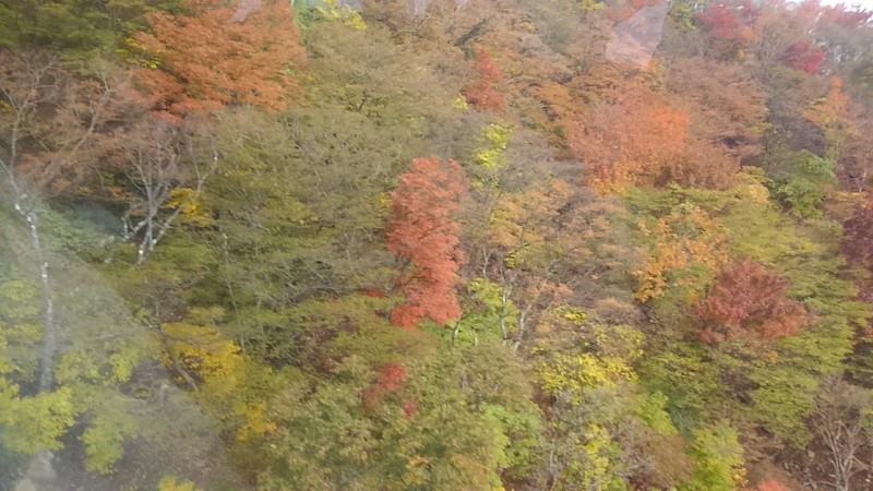 ロープウェイ車窓からの眺め：紅葉の蓬莱山