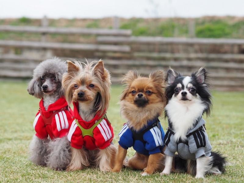 愛犬をおしゃれに着こなせる日本の犬服ブランド トップ 10